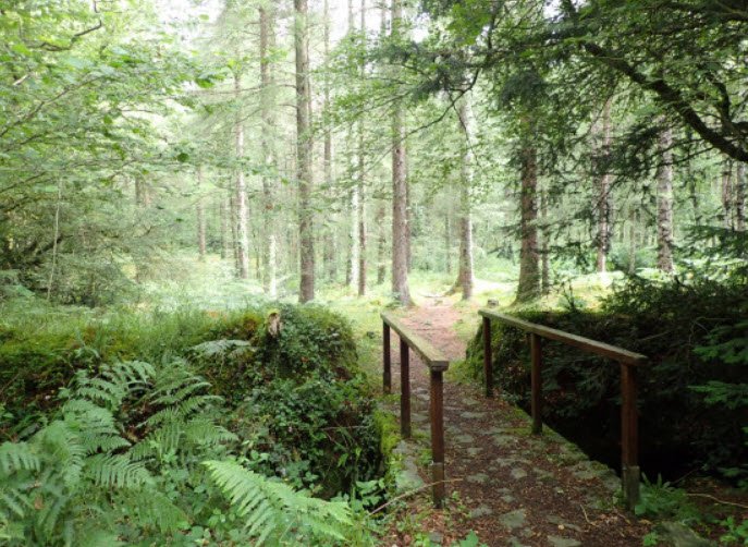 Forêt du Cranou, France